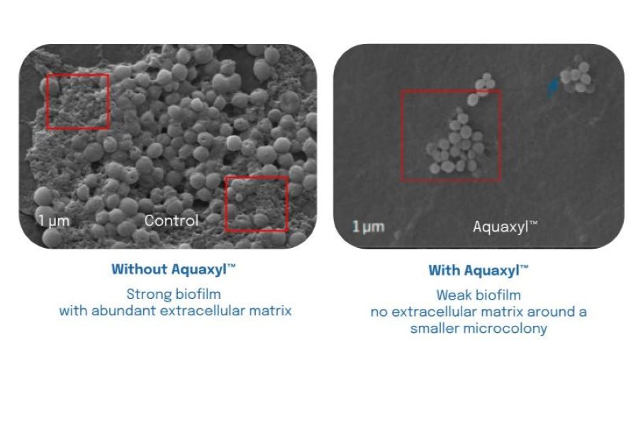 skin samples under microscope with and without Aquaxyl